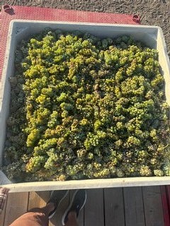 Liberty Cellars harvest 2024 Sauv Blanc